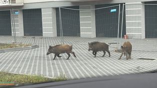 Dziki w Płocku. Trzy zwierzęta spacerowały ulicą Zbożową