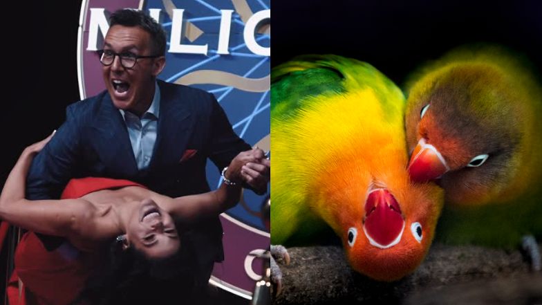 Papużki nierozłączki, które wyglądają jak "Kurzopki