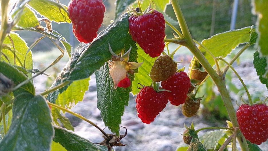 Pierwszy przymrozek Gorlice