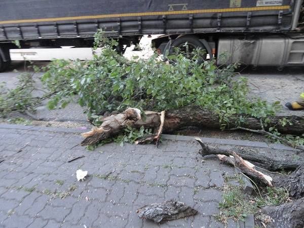 Ciężarówka utknęła pod drzewem