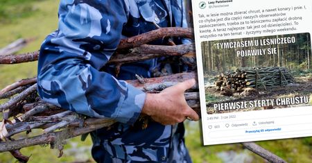 Lasy Państwowe tłumaczą się z programu "Chrust Plus". "To chyba jest zaskoczeniem"