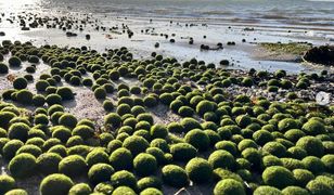 Co się dzieje nad Bałtykiem? Zdjęcia z plaży niosą się po świecie