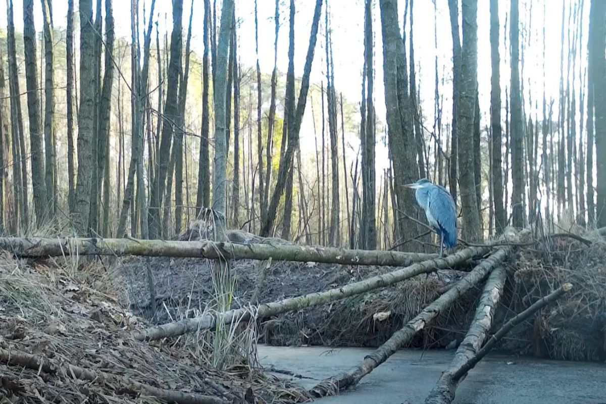 Siedział bez ruchu. Trzeba wytężyć wzrok. Leśnicy włączyli kamerę