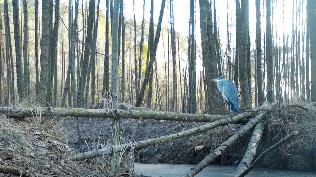 Leśna "stołówka" nad rzeczką