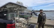 Legnica: Cztery łabędzie po leczeniu wróciły na wolność