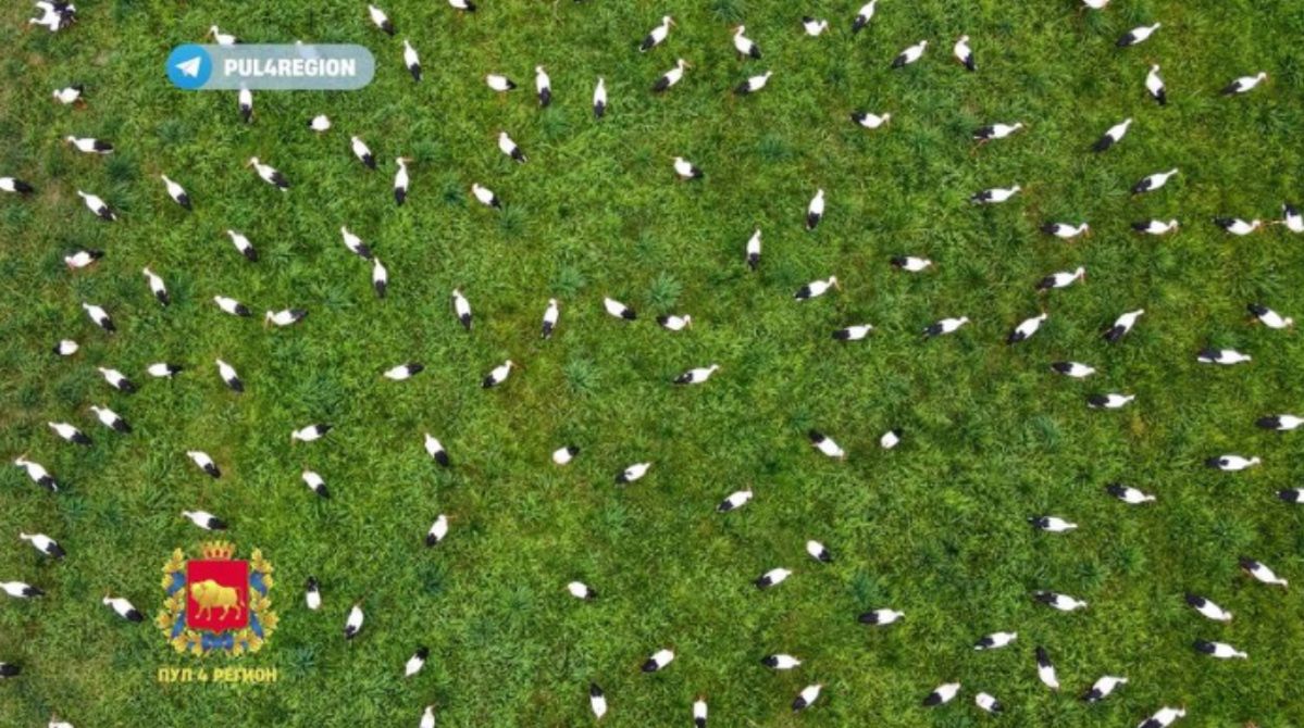 Belarusians showed a huge flock of storks in a field near Grodno.