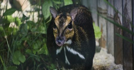 Wrocław. ZOO znów może się pochwalić unikatowym osiągnięciem. Na świat przyszedł myszojeleń