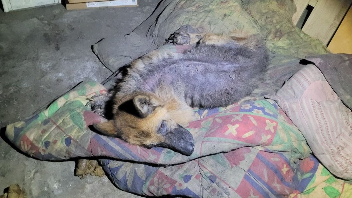 Suczka leżała w zimnej, wilgotnej piwnicy. Nie miała siły nawet wstać