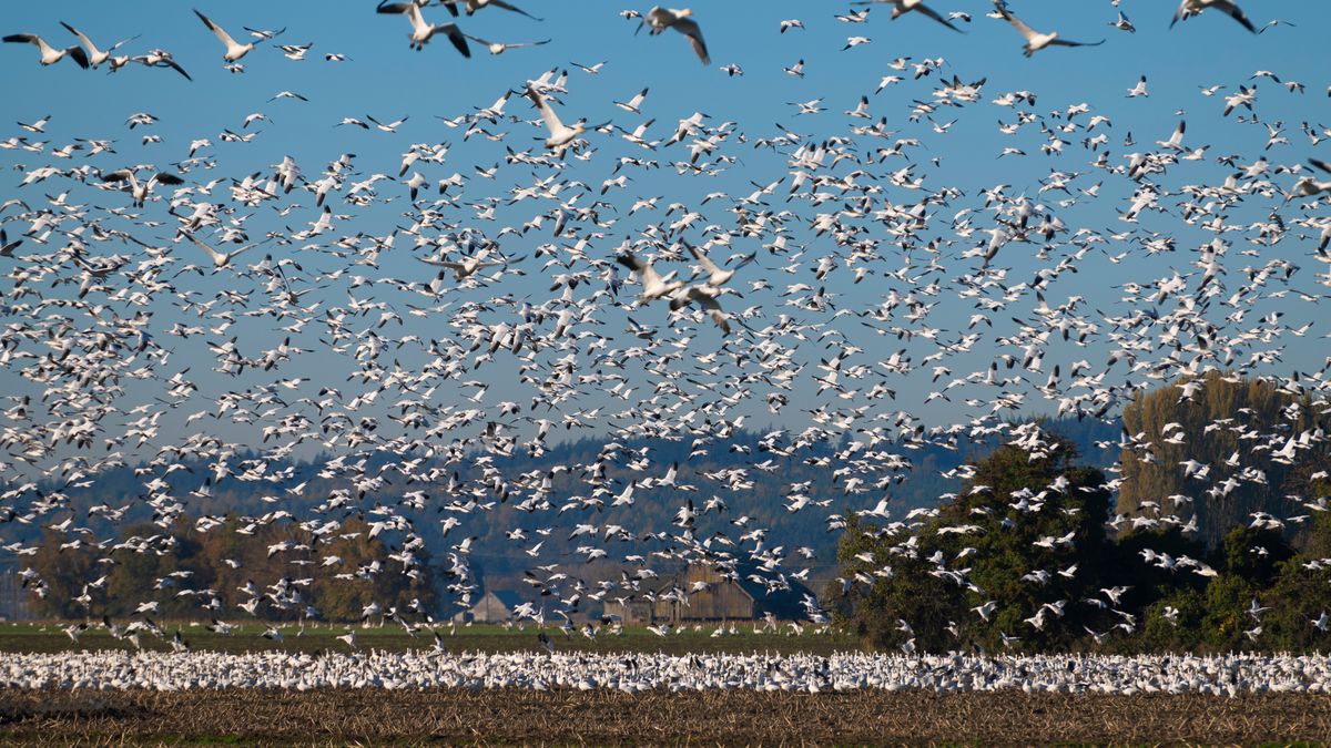 Tanie gęsi z Polski problemem dla Niemców