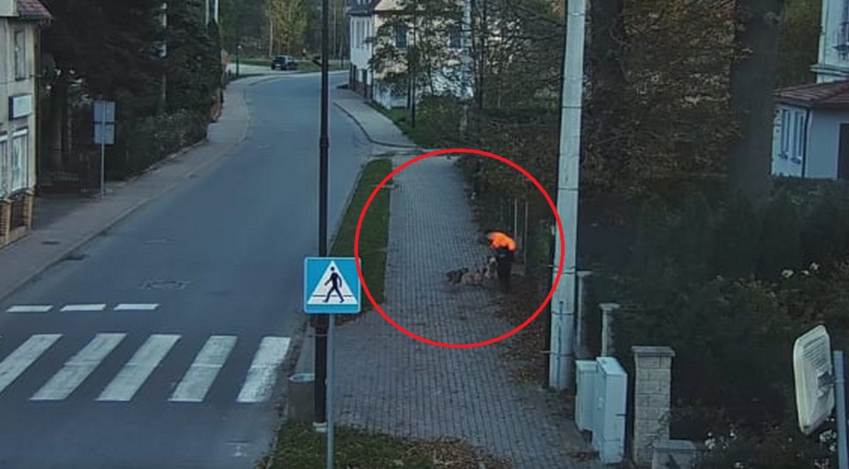 Bogatynia: Agresywne psy zaatakowały chłopca. Interweniowała Straż Miejska