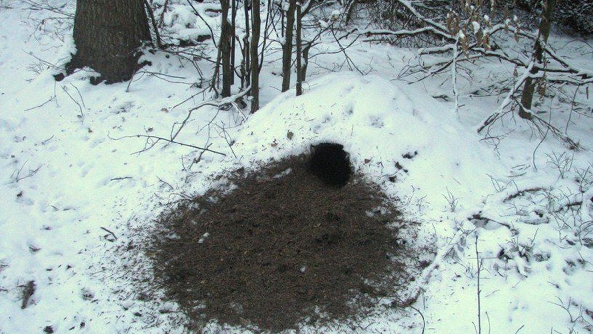 Dzięcioł szukał pożywienia w lesie.