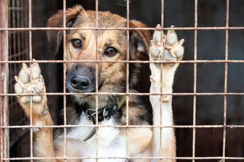 Psy z Łęczycy czekają na nowy dom. Do adopcji kochane czworonogi