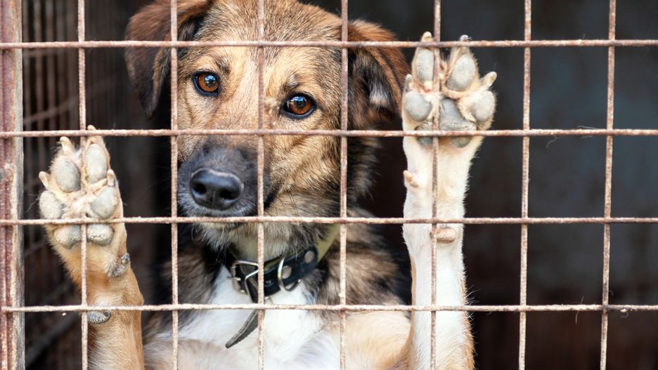 Pies w schronisku