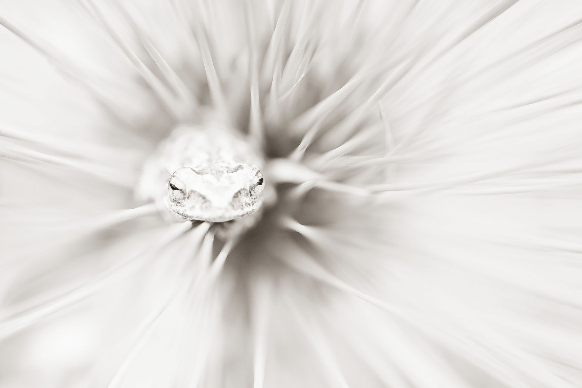 Zachwycająca natura Ziemi na zdjęciach z konkursu Nature Photographer of the Year 2015 10