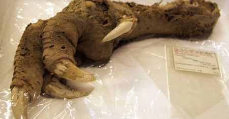 Sensacja w sieci. Archeolodzy pochwalili się swoim odkryciem