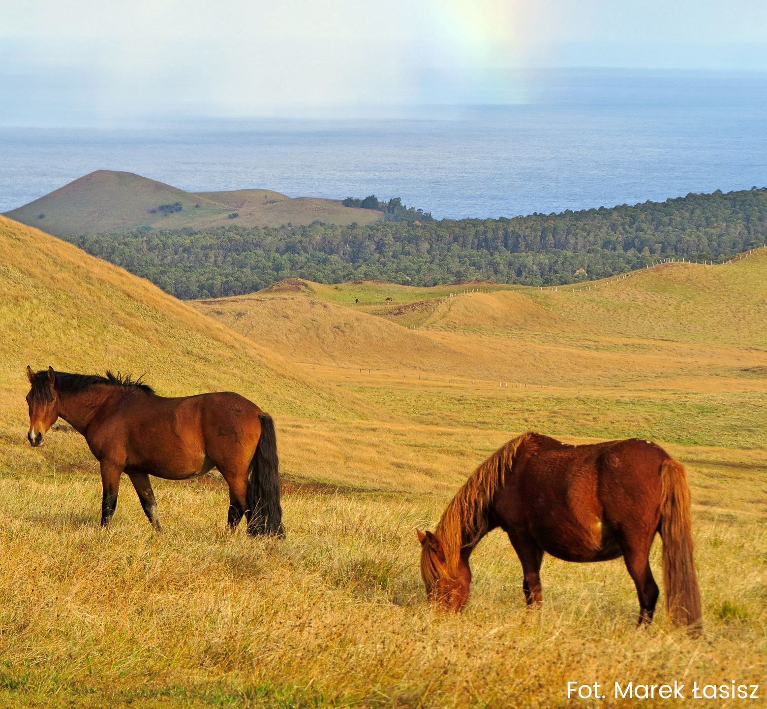 Dzikie konie na Rapa Nui