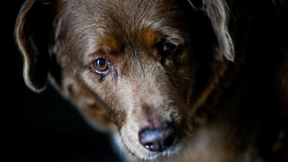 Najstarszy pies na świecie skończył 31 lat
