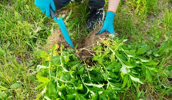 Trawnik bez chwastów. Kluczem nie jest chemia, a... wyczucie czasu