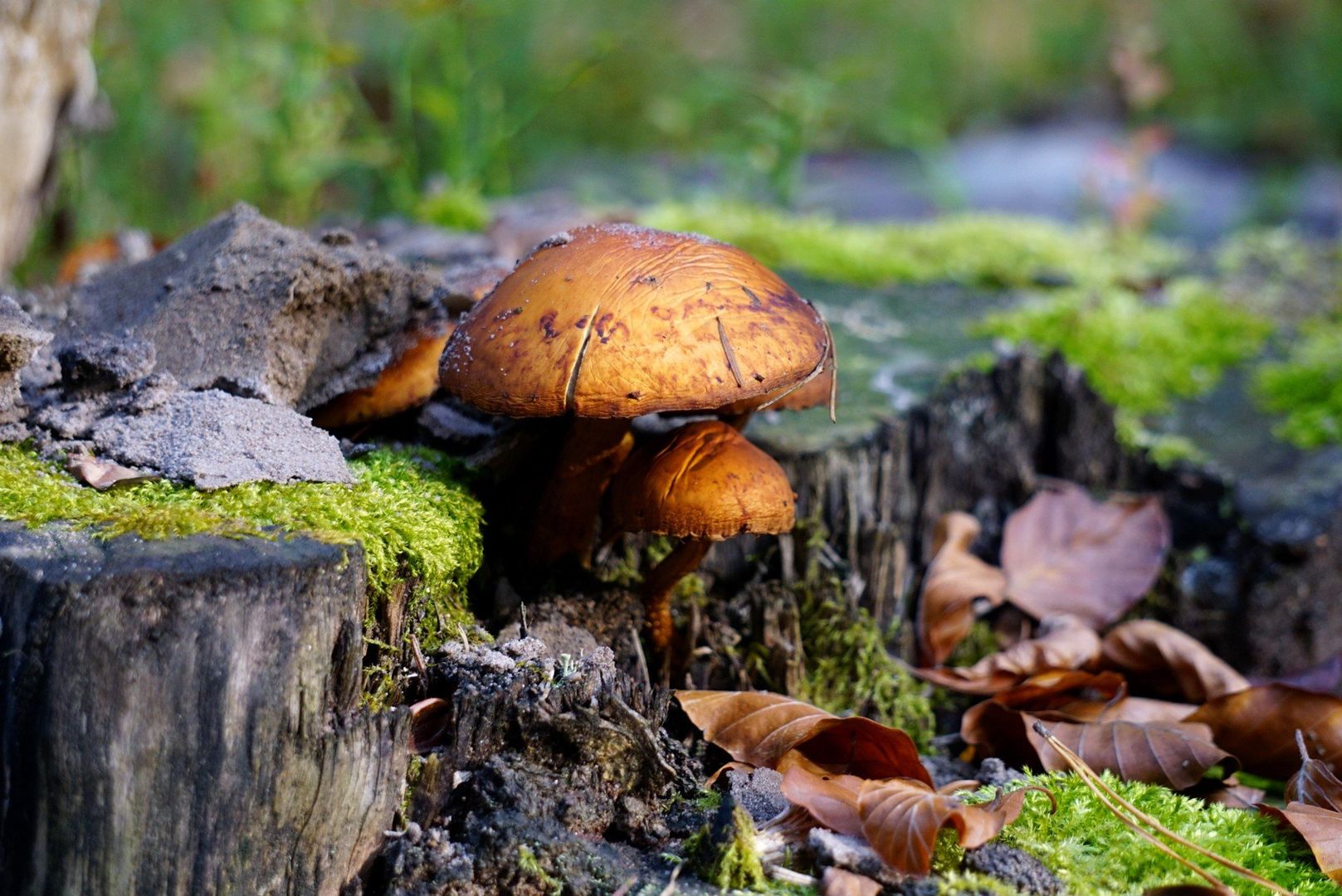 Nowy Tomyśl – Zbąszyń – Miedzichowo