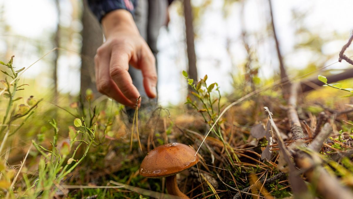 Zaczęło się. Grzybiarze wychodzą z lasów z pełnymi koszami