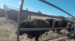 Wypuścili 100 bizonów na wolność. Nagranie to hit w sieci