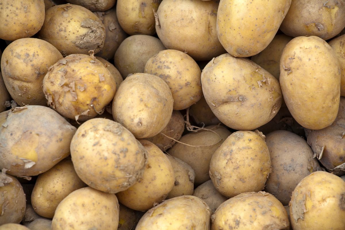 How to choose good, young potatoes?