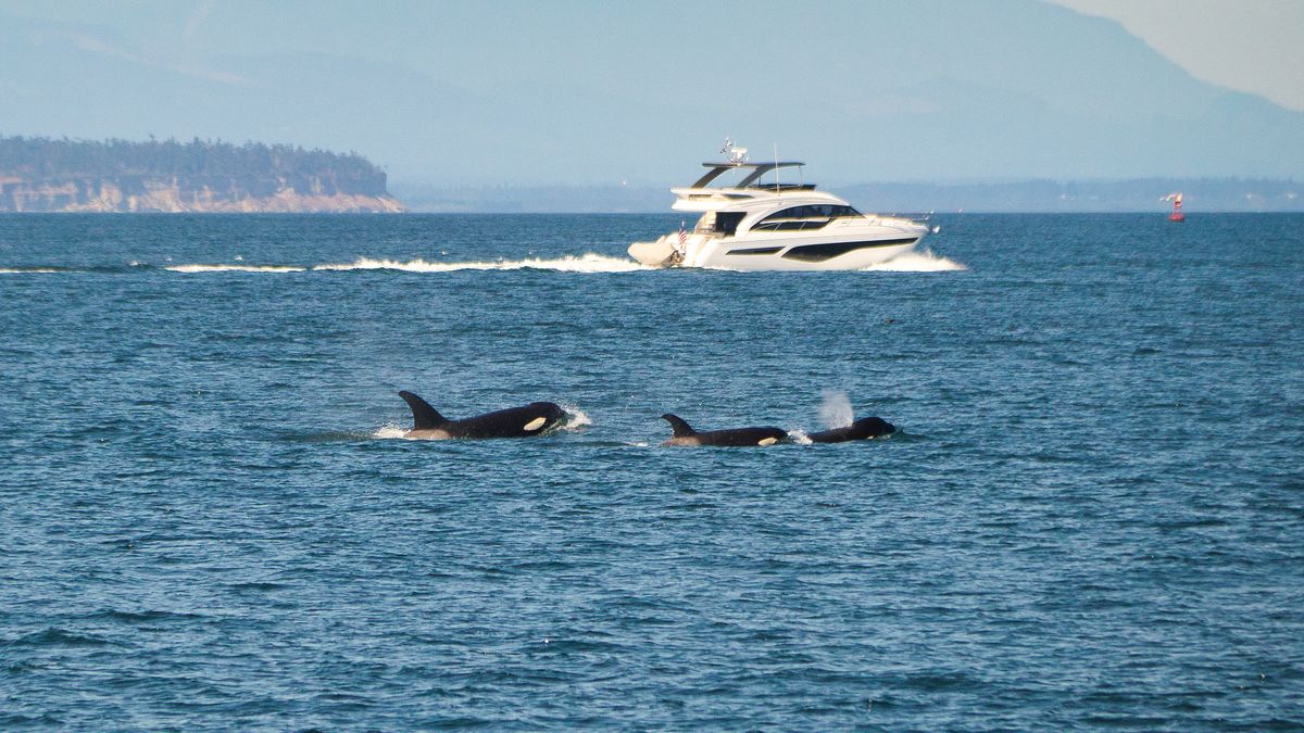 Kolejny atak orek — zdjęcie ilustracyjne