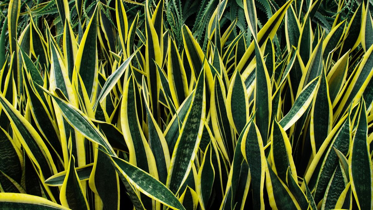 Rośliny, które oczyszczają powietrze