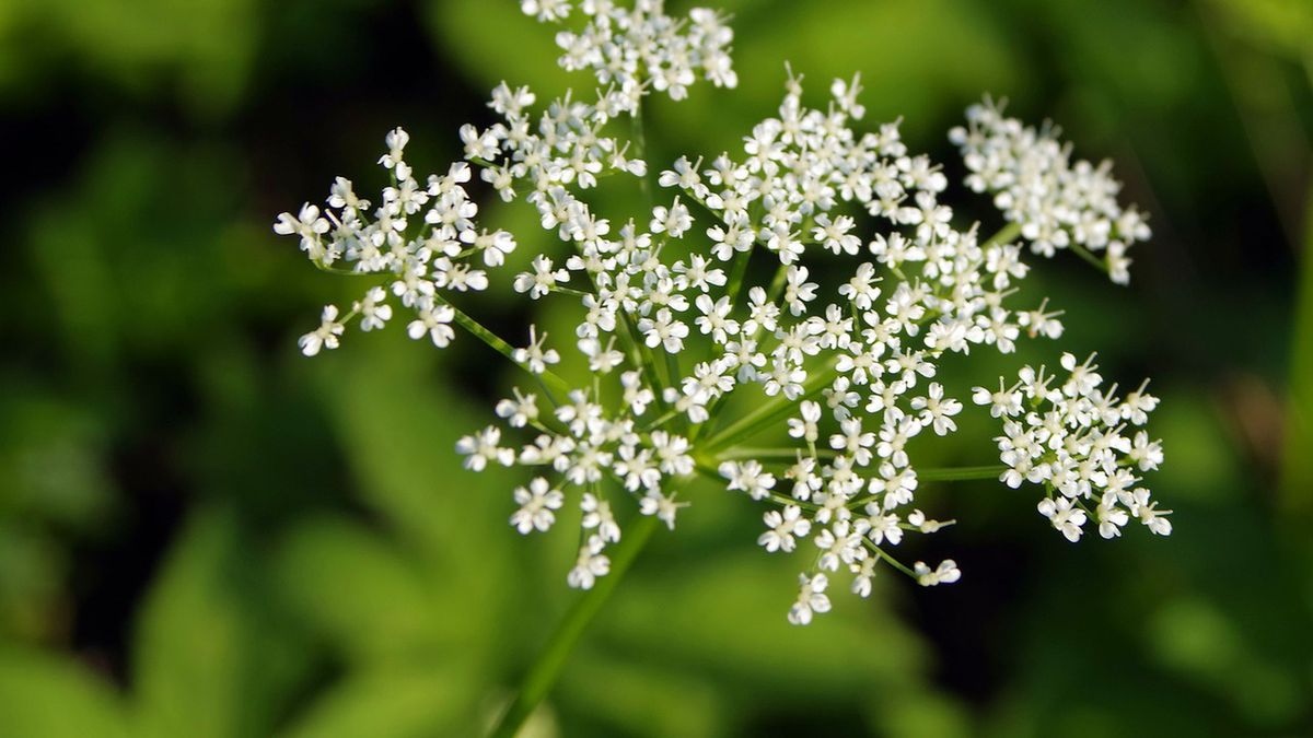 Barszcz Sosnowskiego