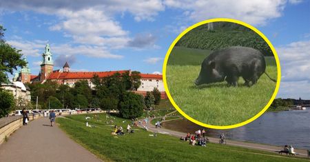 Mieszkańcy Krakowa myśleli, że to dzik. Prawda okazała się zaskakująca