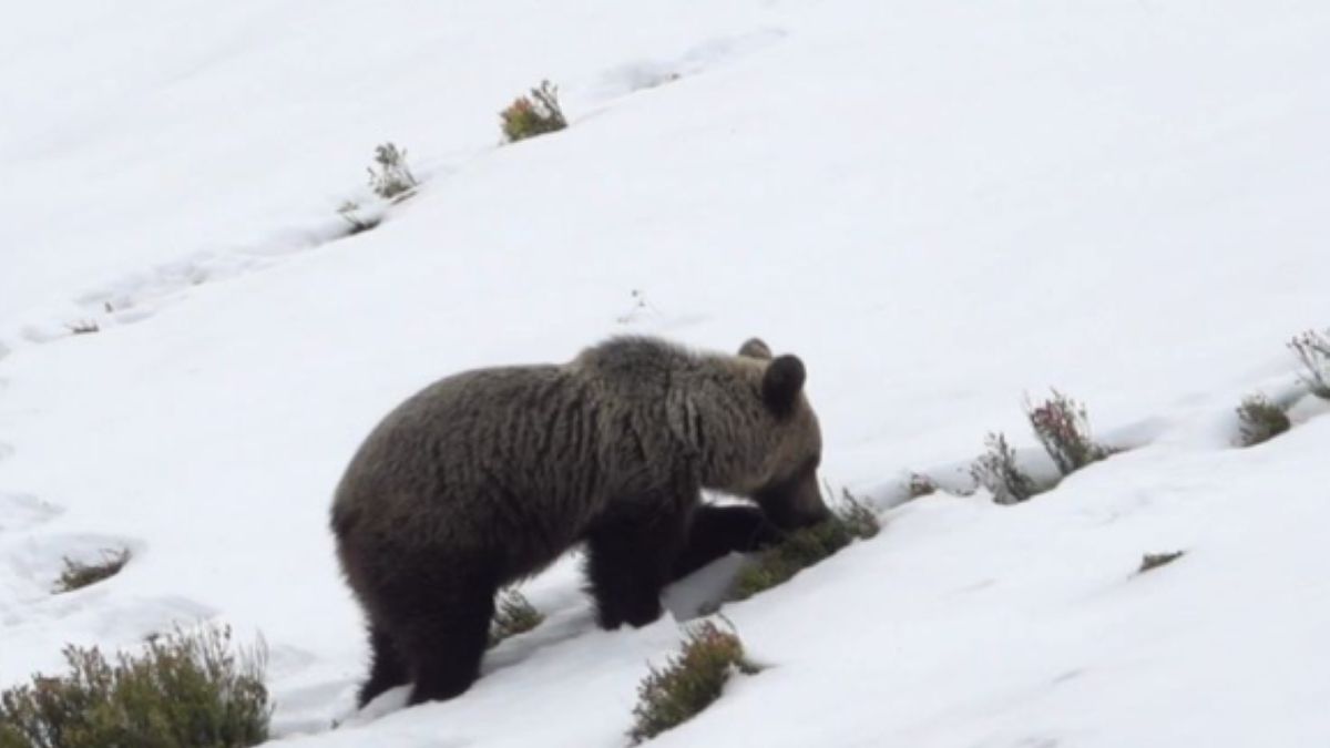 Niedźwiedzie pojawiają się na szlakach. Warto zachować ostrożność