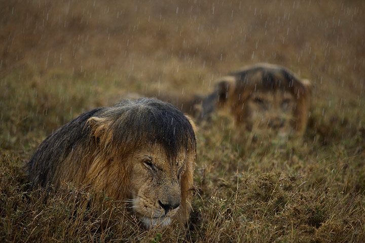 3 Wildlife Photographer of the Year jest jednym z najbardziej prestiżowych konkursów tego typu.