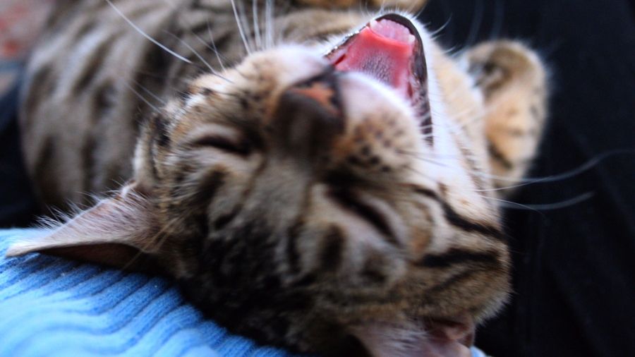 Opera nabija się z szybkości Chrome [wideo] 1