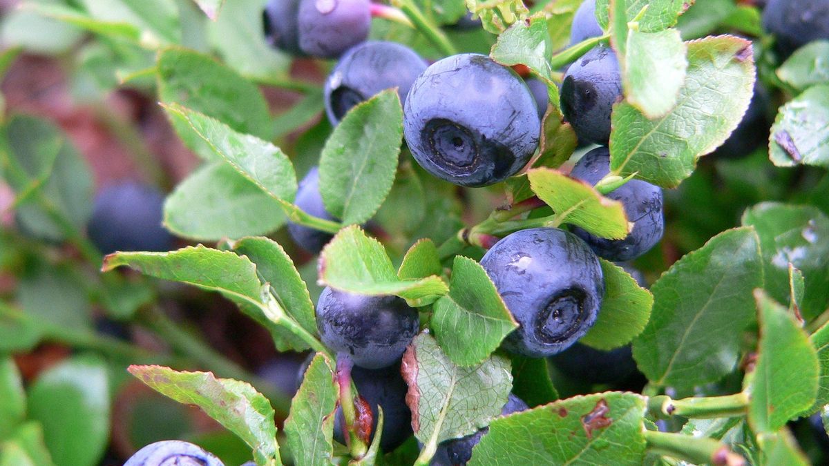 Chciała kupić jagody przez internet. Srogo się rozczarowała