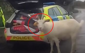 Nagranie z policyjnego pościgu za... kozłem. "Nikt w to nie uwierzy"