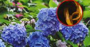 Potnij na kawałki i zakop obok hortensji. Latem krzew będzie uginać się od kwiatów