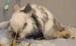 Skatował i okaleczył Marcysia. Zapadł wyrok. Aż się zagotowali
