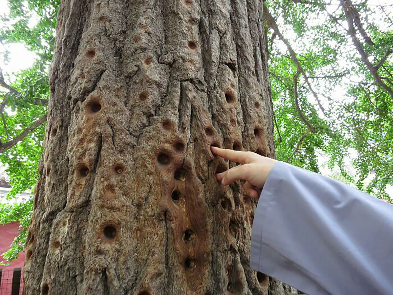 Dziury w drzewie powstawały przez setki lat wskutek ćwiczenia siły palców mnichów klasztoru Szaolin.
