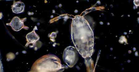 Małe stworzenia i wielka rola. Tak zooplankton walczy z globalnym ociepleniem