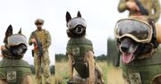 Ukraińskie psy wojny. Dostały uzbrojenie z prawdziwego zdarzenia