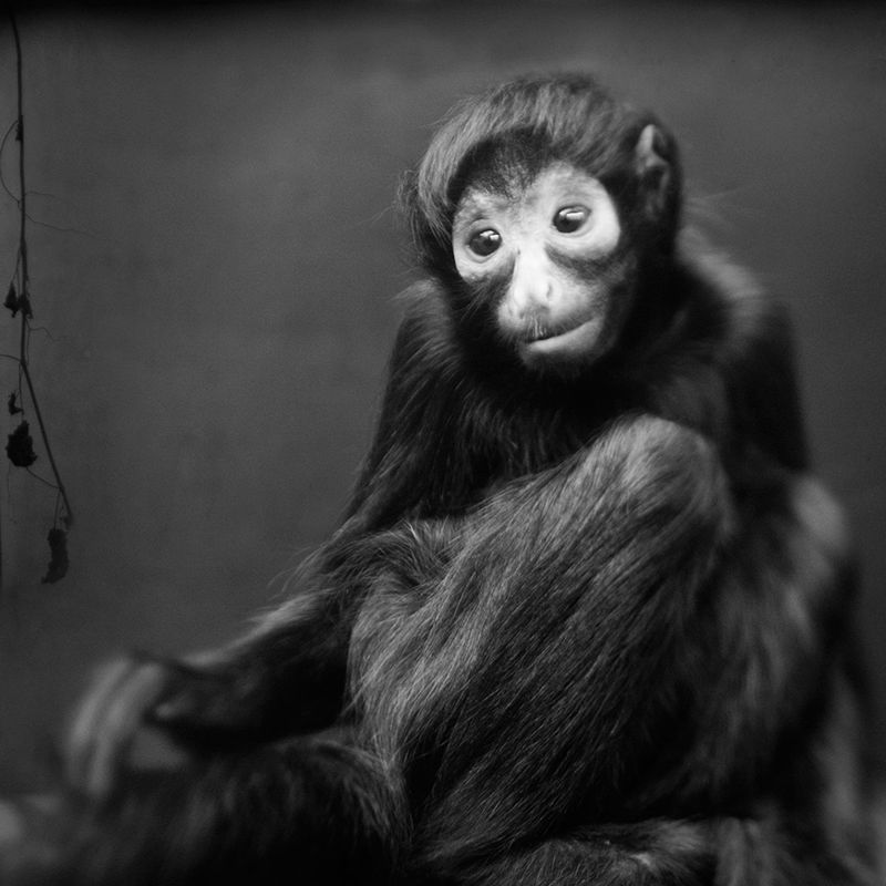 Przejmujące i pełne emocji portrety małp zamkniętych w ogrodach zoologicznych 7