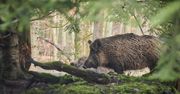 Wołomin: Horror na spacerze z psem. 78-latka pogryziona przez dzika