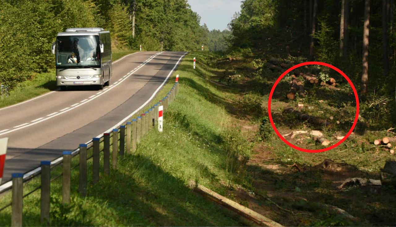 Drzewa zniknęły. Leśnicy: "Udostępniliśmy część lasu"