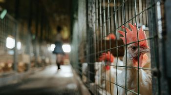 Nie chcą fermy drobiu pod oknami. "Będzie pył, kurz i hałas"