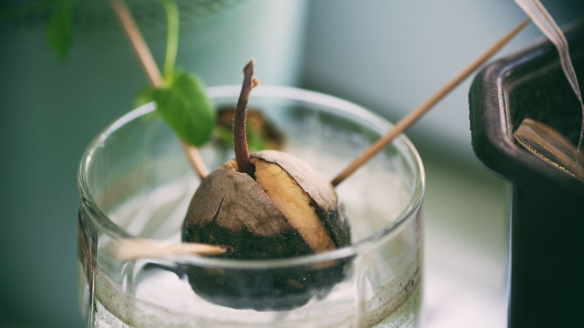 Jak wyhodować awokado z pestki?