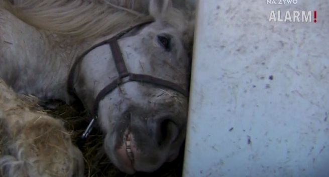 Komisja Etyki TVP oddaliła skargi ekologów, reportaż „Alarmu!” o odebraniu zwierząt rolnikowi rzetelny