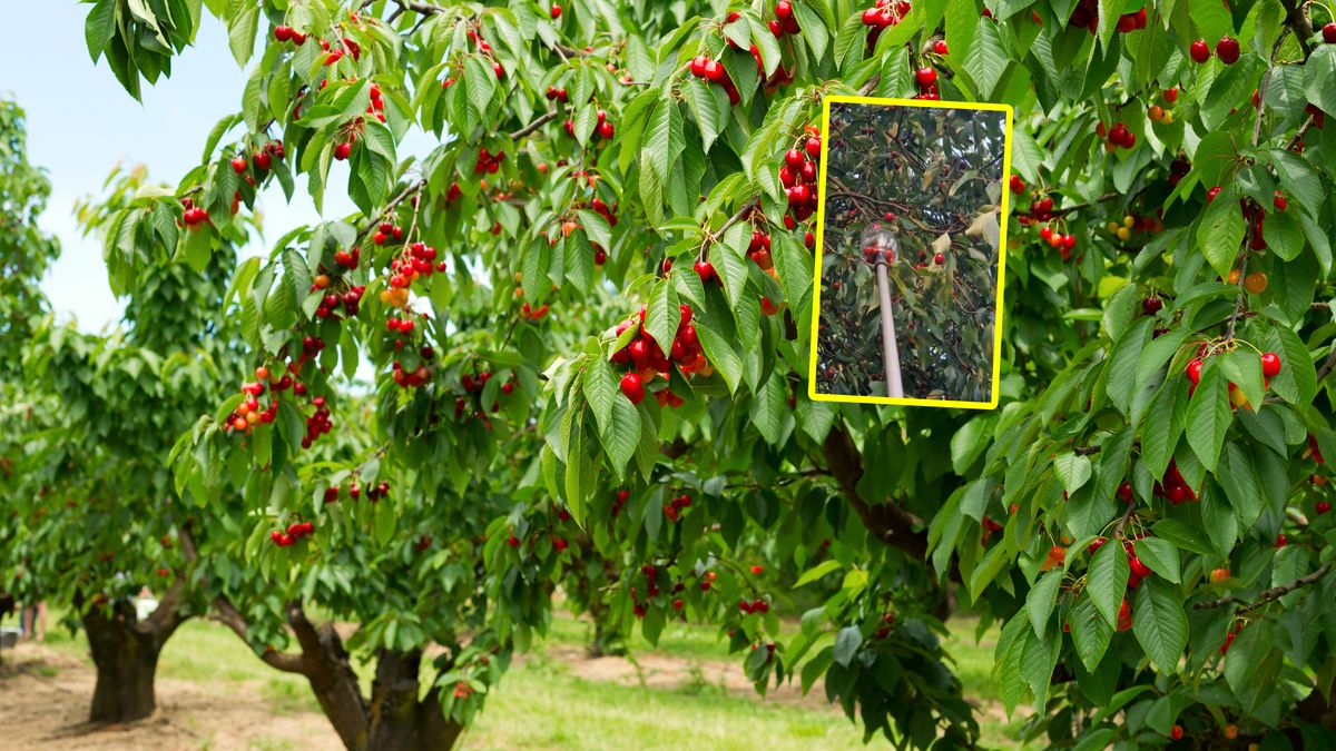 Patent na szybkie zbieranie czereśni.