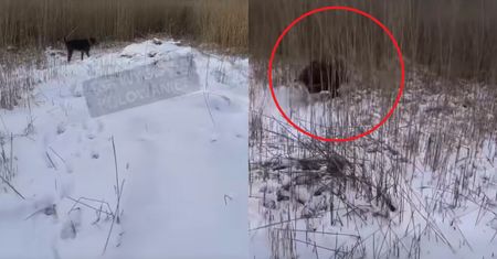 Ponad 400 komentarzy. Nagranie z polowania szokuje ludzi