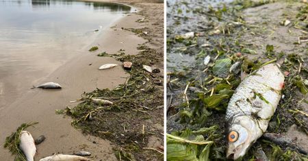 Tona śniętych ryb. Było ich pełno na plaży i przy brzegu