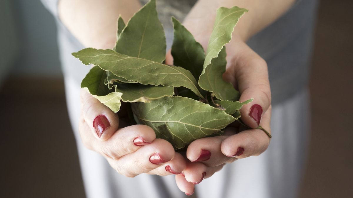 Niektóre właściwości liści laurowych mogą nas zaskoczyć